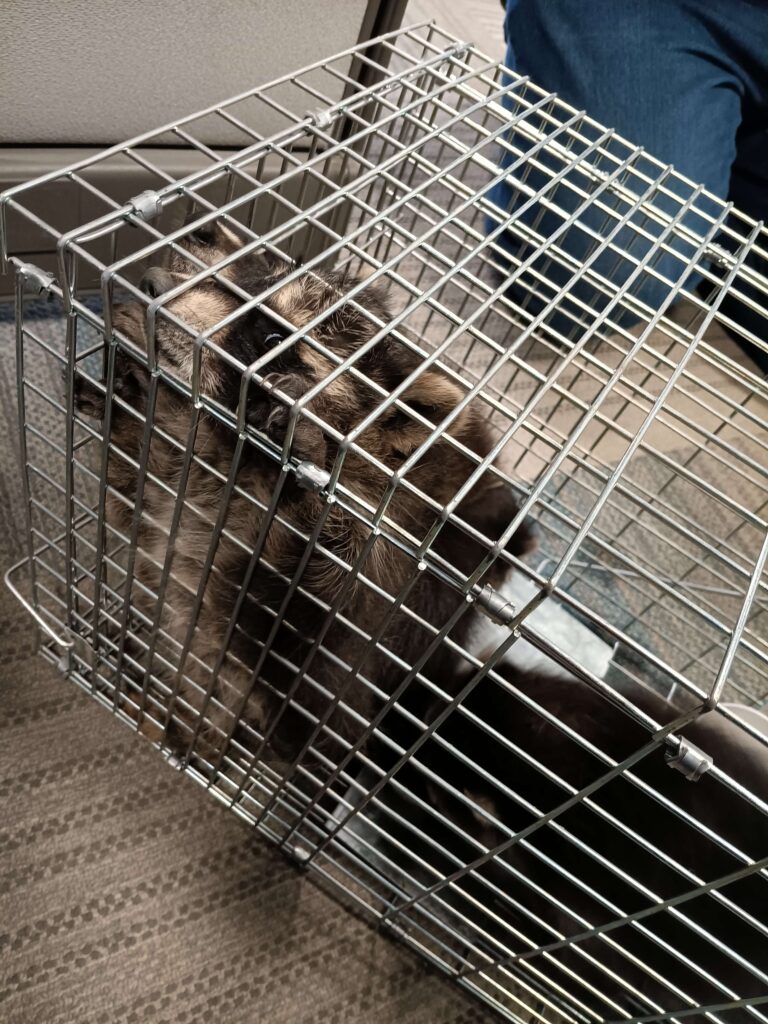 Wildlife Removal Fulton