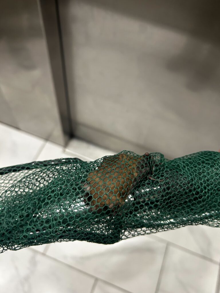 Wildlife Removal Fulton