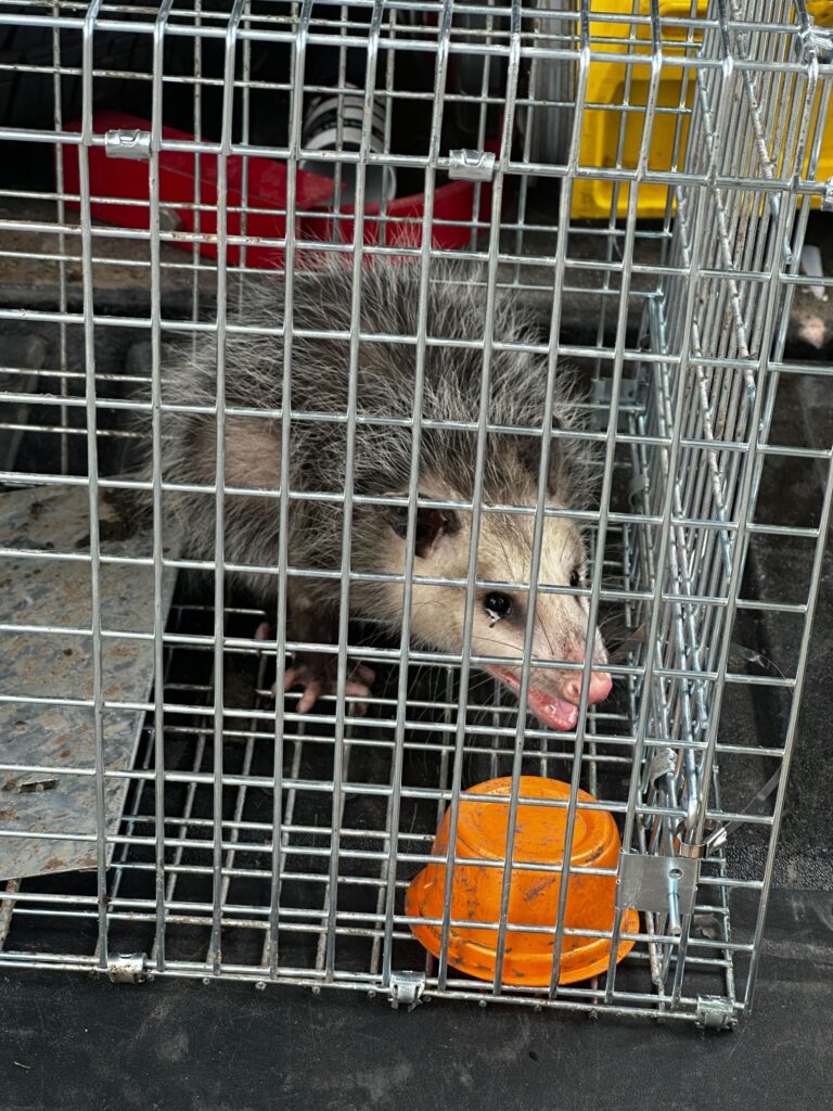 Wildlife Removal Fulton