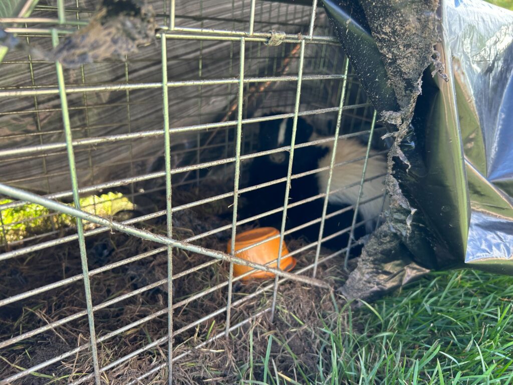 Wildlife Removal Fulton