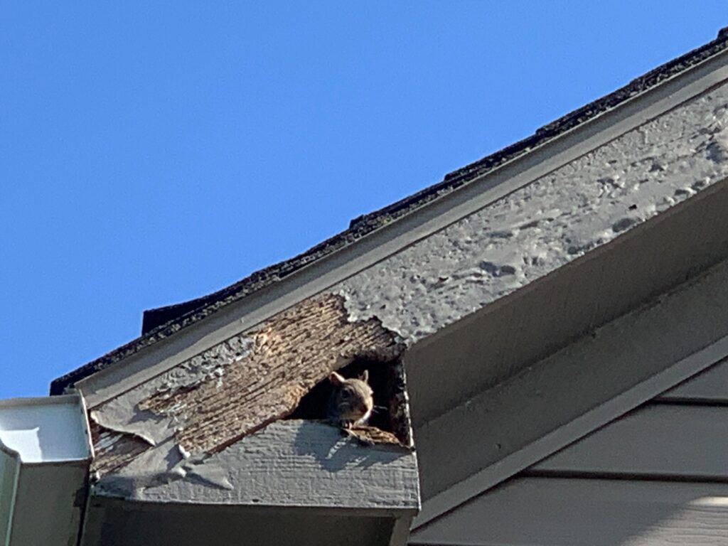 Wildlife Removal Fulton